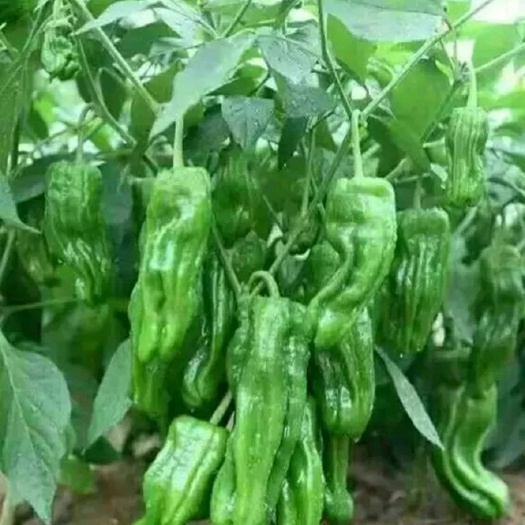 青椒苗  精品辣椒苗芜湖椒苗苏椒五号率免费提供技术