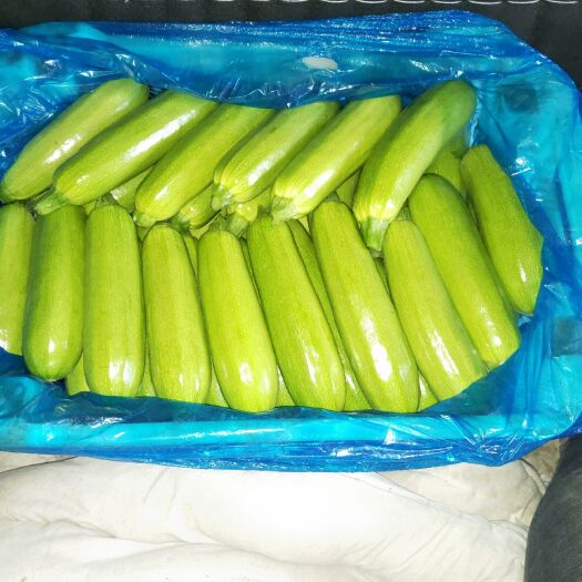 寿阳县 精品绿皮西葫芦
