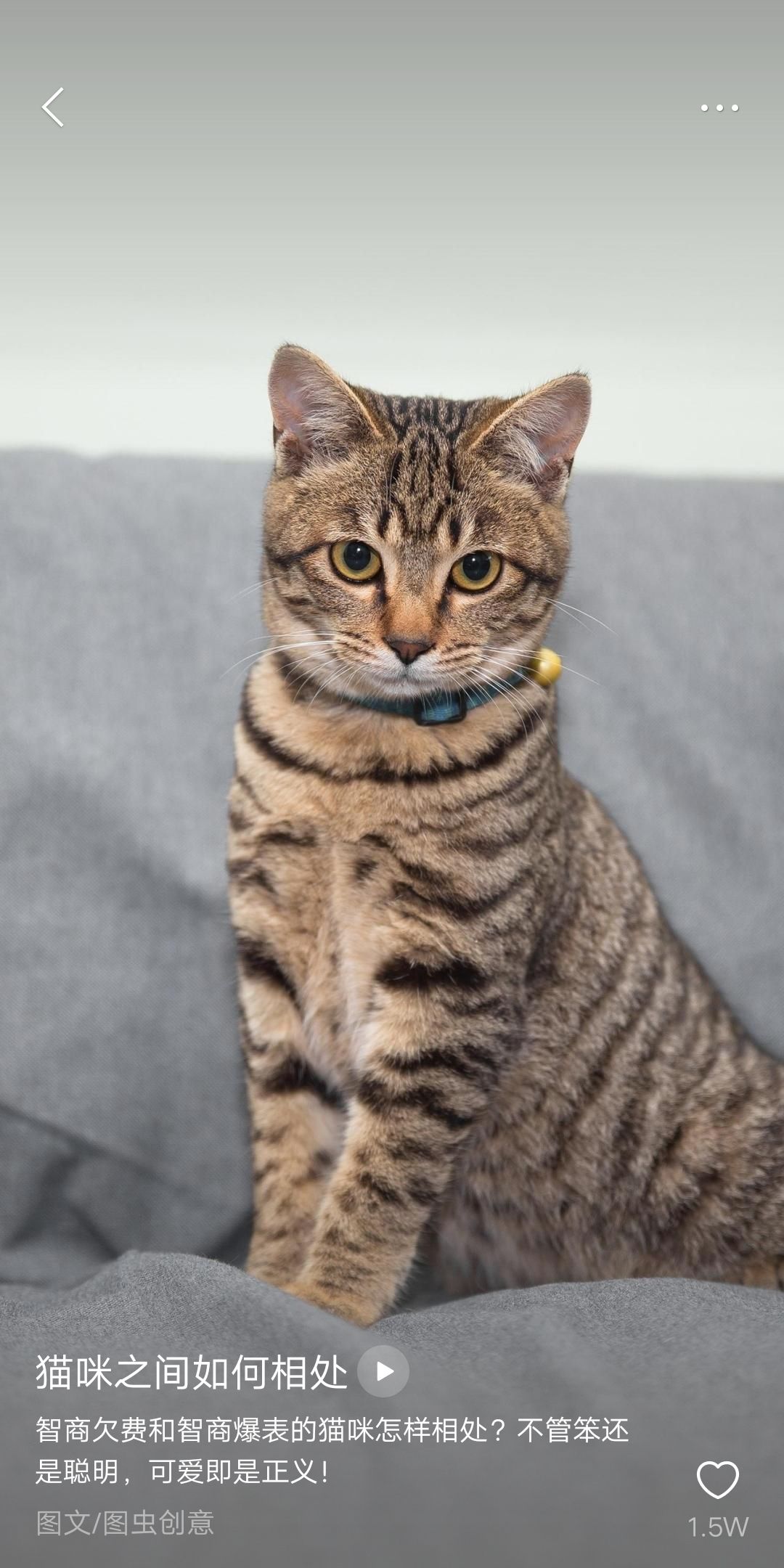 [土猫批发] 中华田园猫价格100元\/只 1只