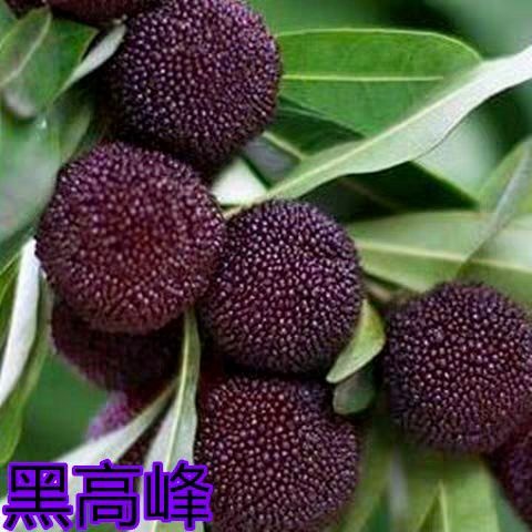灵山县东魁杨梅树苗 东魁杨梅苗子产量没得说有大小苗哦
感兴趣的话给