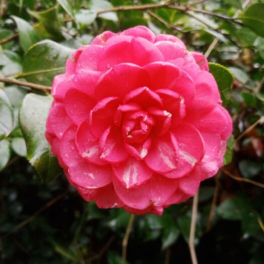 高县茶花树  茶花2公分地径，自家种植，非中介，量大从优，欢迎来电咨询