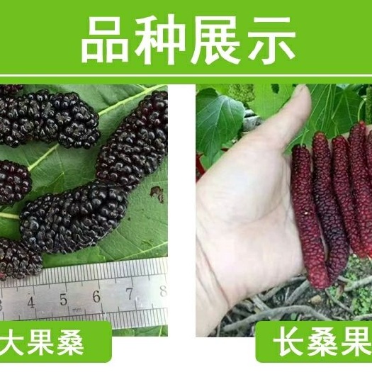 平邑县长果桑 长桑果苗四季无籽大十黑桑葚苗树当年结果南北方种植大果桑苗