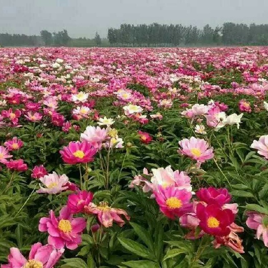 药用芍药 占地芍药苗 菏泽芍药基地批发油用芍药苗 芍药小苗