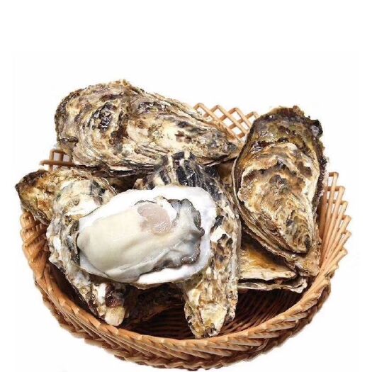 珠海珠海生蚝  珠海天然牡蛎，白蚝，吊养蚝