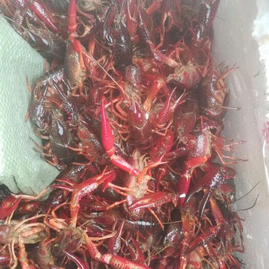 潜江市 小龙虾