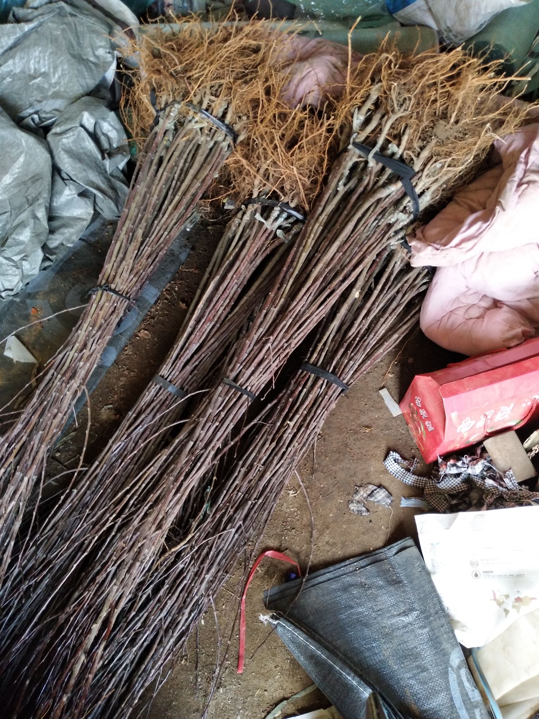 响富苹果苗 不用套果袋全红颜色