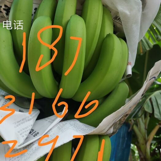 昌江县香蕉  物美价廉
