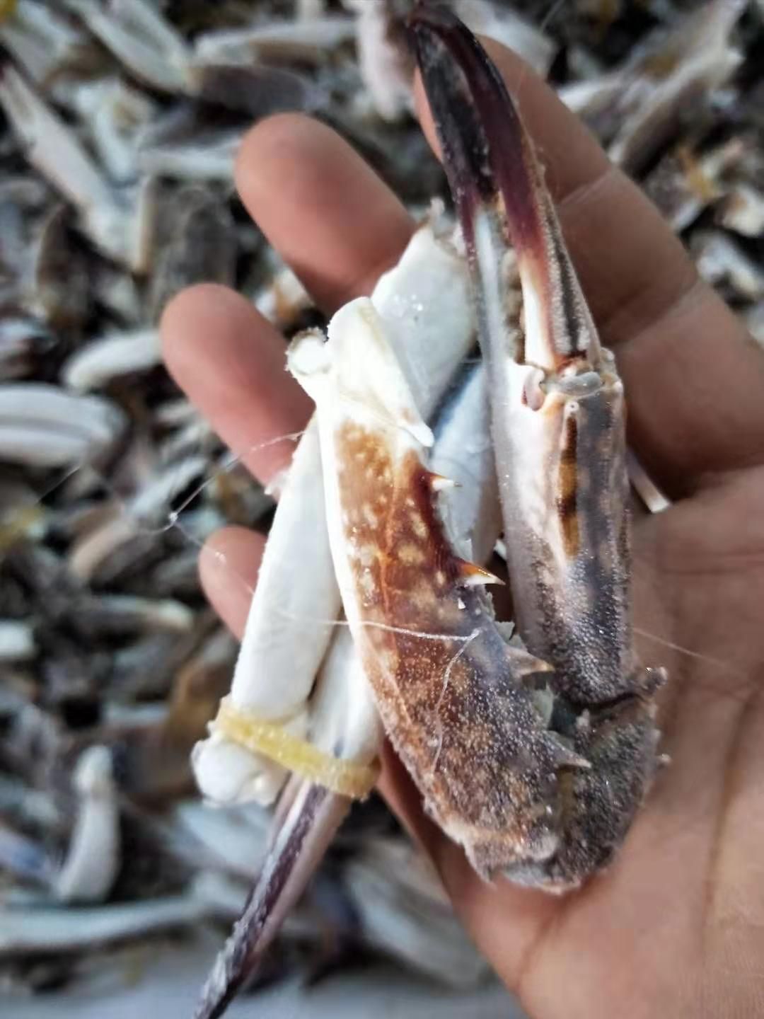 螃蟹脚螯足图片