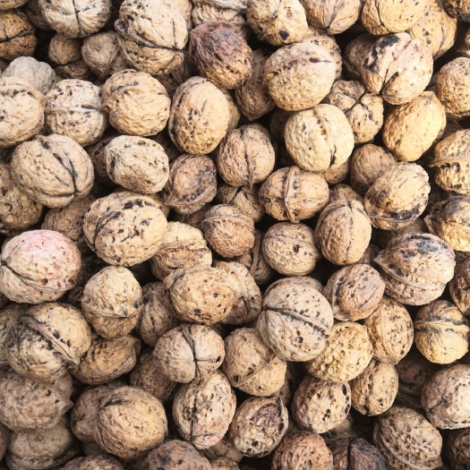 商洛 云南大理核桃