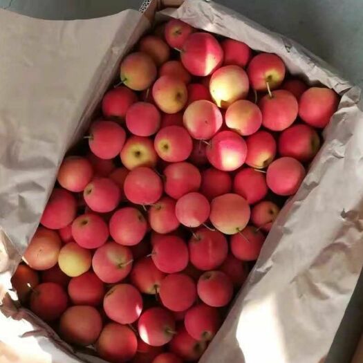 营口南果梨树苗 红南果梨树苗 保品种纯度 保质量成活率