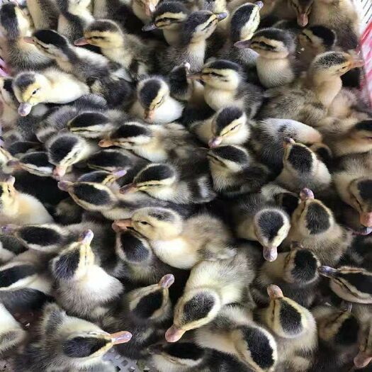 南宁 大种杂交鸭苗
