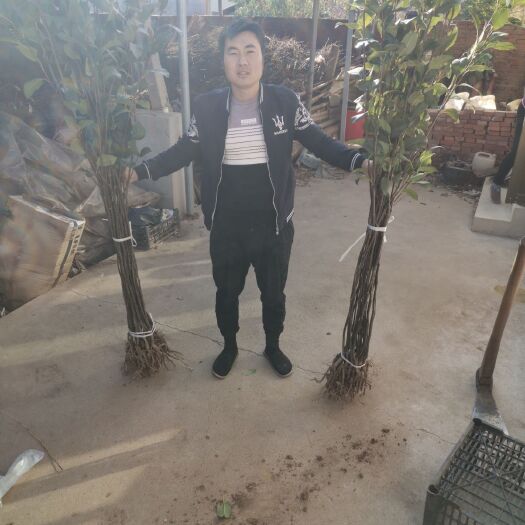 昌黎县河北秦皇岛昌黎县优质秋月梨树苗供应