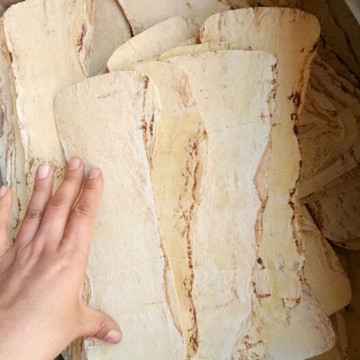安国市黄芪 大压片 正品包邮 正北芪宽片  补佳品  煲汤泡水