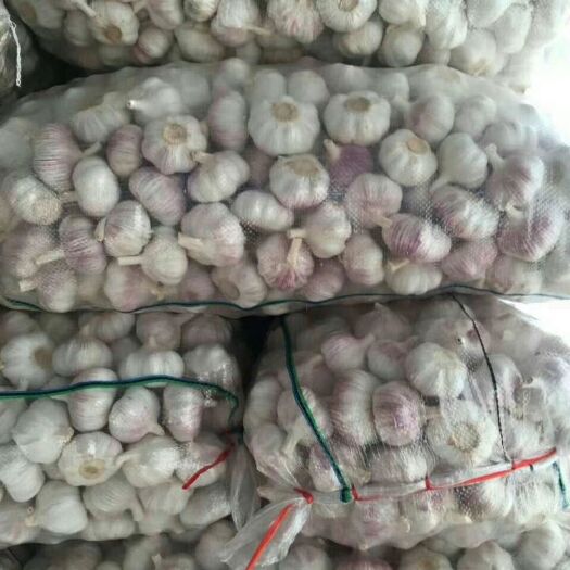 金乡县金乡大蒜  精品大蒜，天天有货，欢迎订购。代发全国