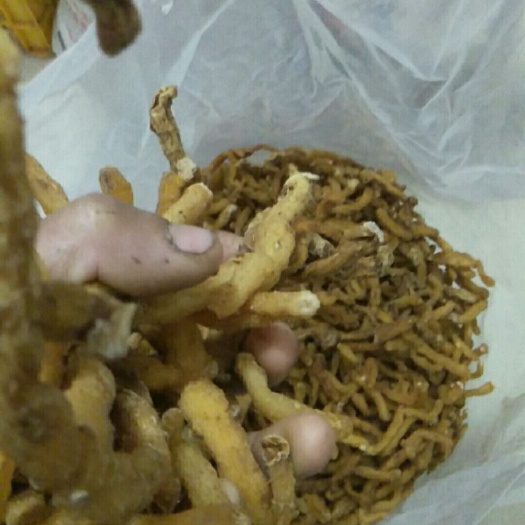 连州市连州玉竹  玉竹
