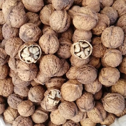 大姚县 核桃