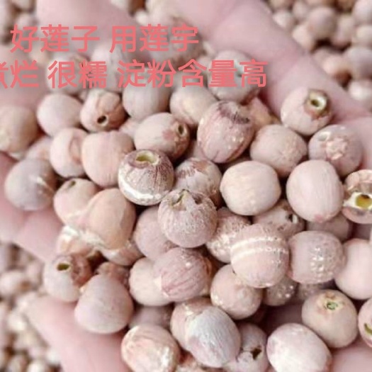 湘潭县湖南红莲子 去心湘莲 大颗粒 无小子 颗粒饱满 厂家直销