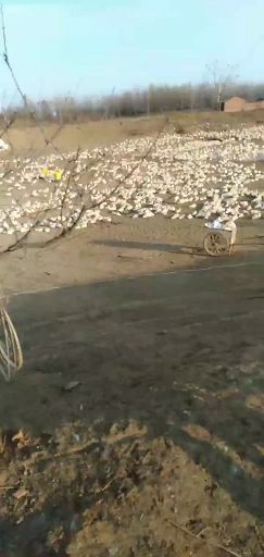 枣阳市 散养花边鸭
