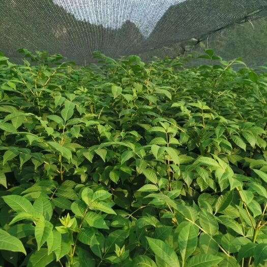 河池吴茱萸 高含量江西茶辣苗供应，品种纯正，根糸发达，一手货源