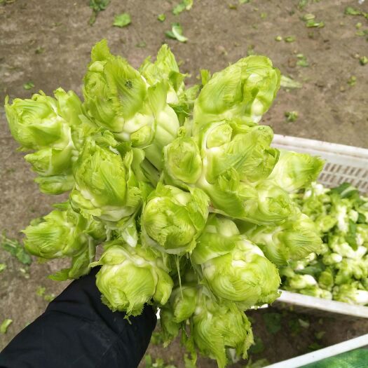 遂宁儿菜货好量大