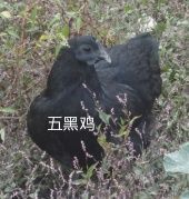广灵县 五黑鸡