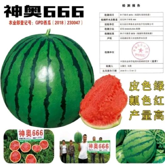 樟树市神奥666精品西瓜种子 皮色绿瓤色红产量高皮薄坚韧耐储运甜