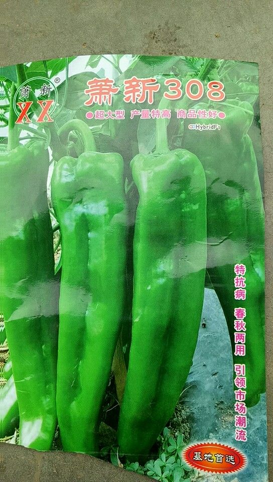 青椒苗  精品辣椒苗芜湖椒苗苏椒五号率免费提供技术