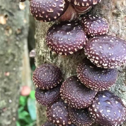  原木香菇菌种段木香菇栽培