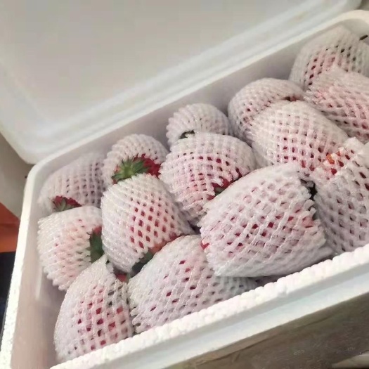  大果草莓