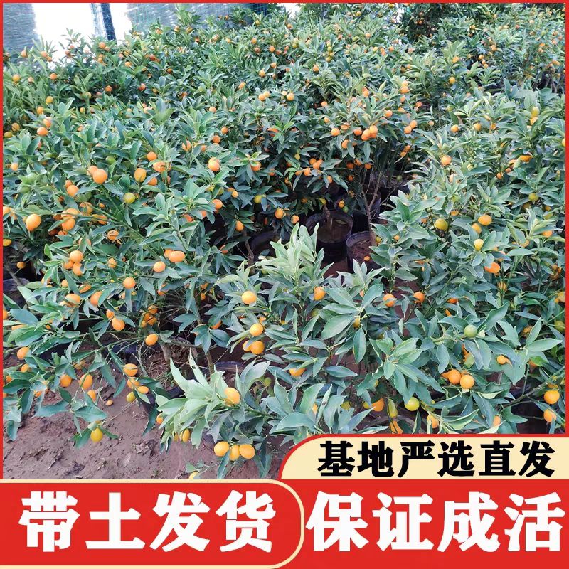 四季金桔苗  金桔苗  带果带盆 管赏食用 带原土保湿发货