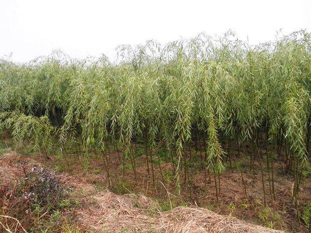 沭阳县 垂柳树苗工程绿化