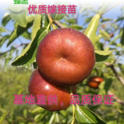 平邑县 蟠枣苗，9月成熟，丰产，抗寒，口感酥脆，含糖高
