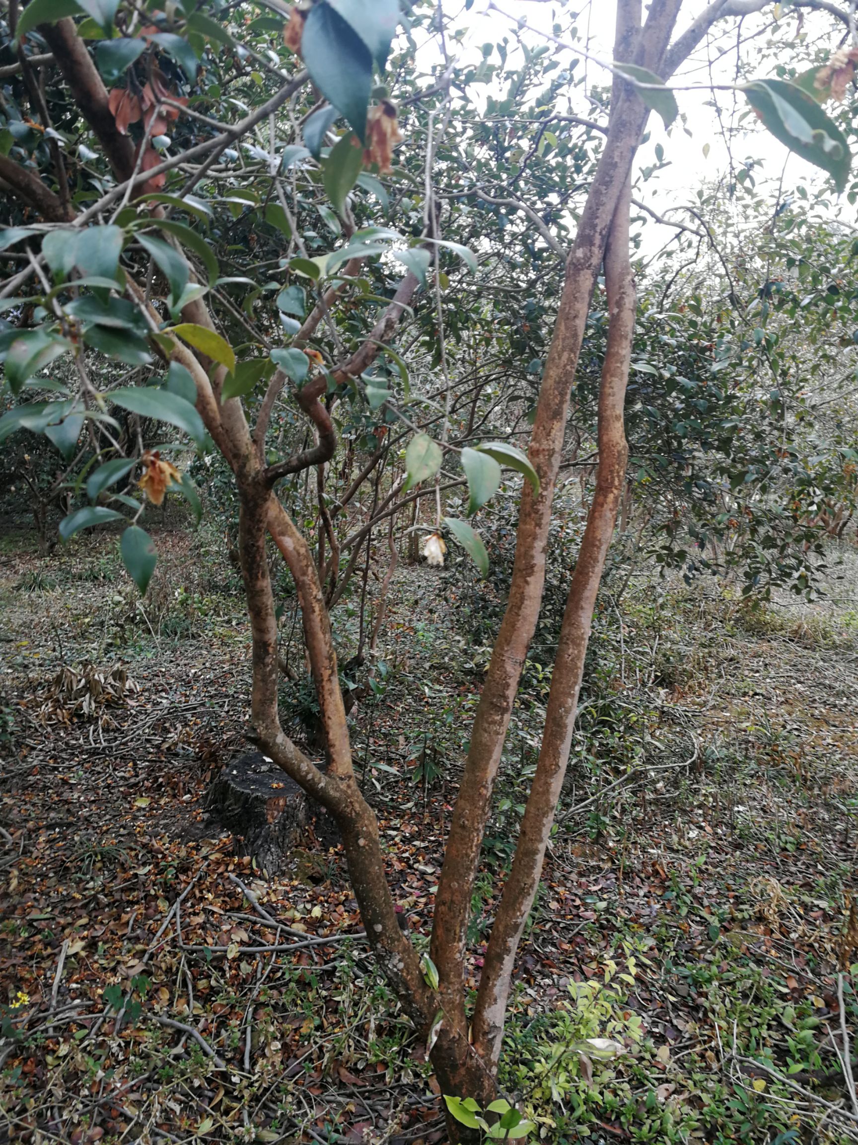茶花树 油茶树