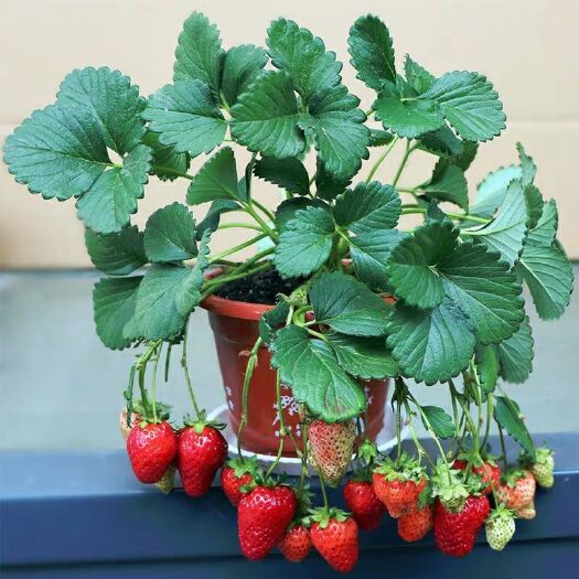 平邑县 四季草莓苗盆栽带土 南北方种植当年结果食用牛奶草莓秧阳台带盆
