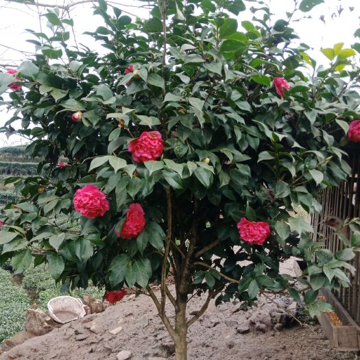高县 茶花地径4公分，自家种植非中介，欢迎来电咨询，量大从优