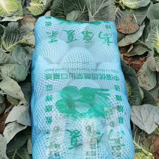 嘉鱼县绿甘蓝 甘蓝湖北嘉鱼产地直销