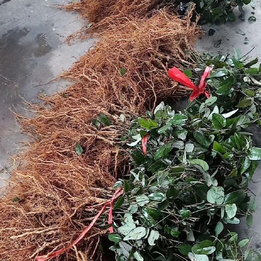 古丈县八月瓜苗 精品紫色，高产包成活率，死苗补发