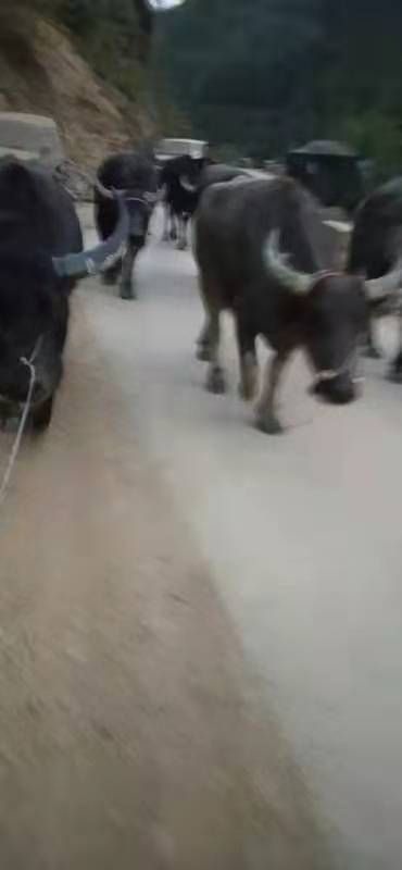 隆林县 高山放养的水牛   肉质非常好  有意者请和我联系
