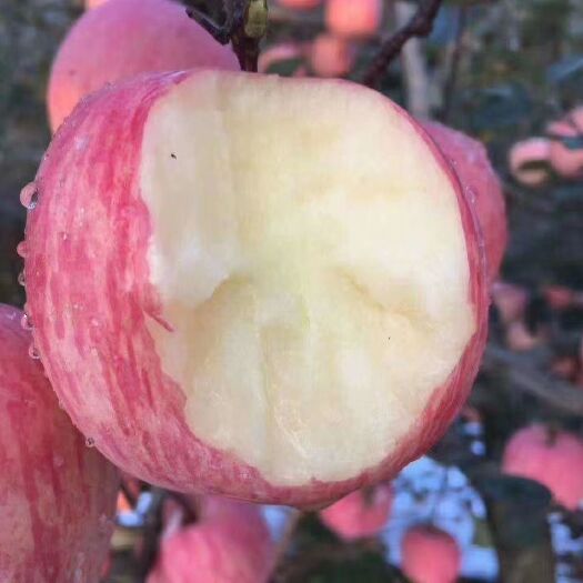 庆阳 甘肃庆阳红富士苹果 🍎