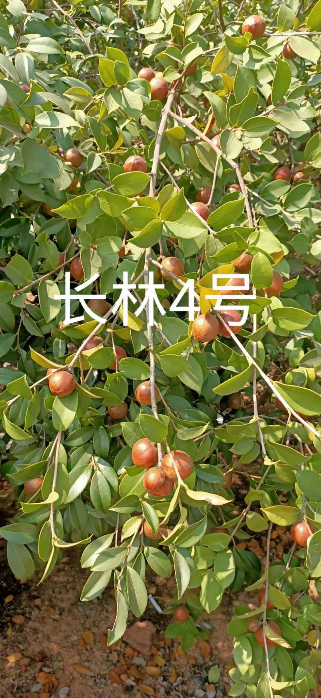 油茶树苗批发(油茶树苗批发价钱)