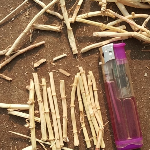 行唐县河北产地白茅根，茅根米，茅根段