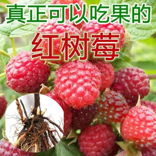 平邑县双季红树莓苗盆栽地载南北方新品蓝莓苗搭配种植覆盆子树梅果树