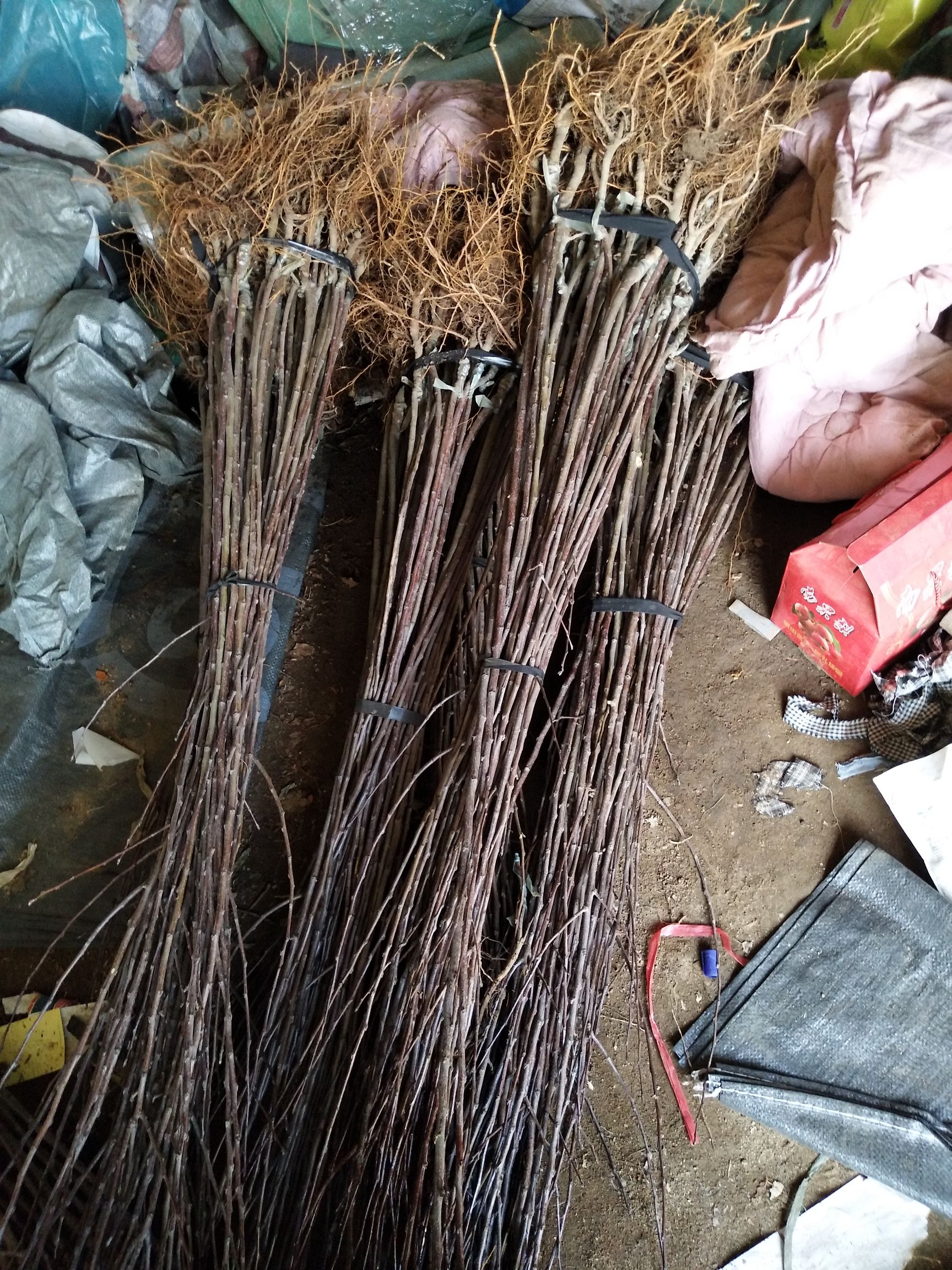 鸡心果苗  鸡心果树苗 产地批发 锦绣海棠果树苗 挂果早