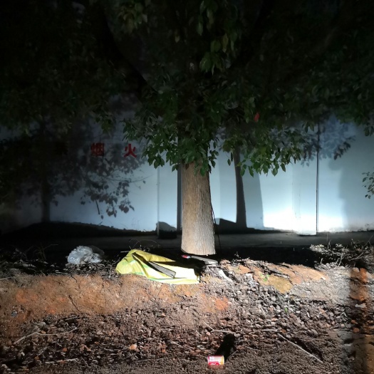 南城县多杆香樟 厂房搬迁，低价处理