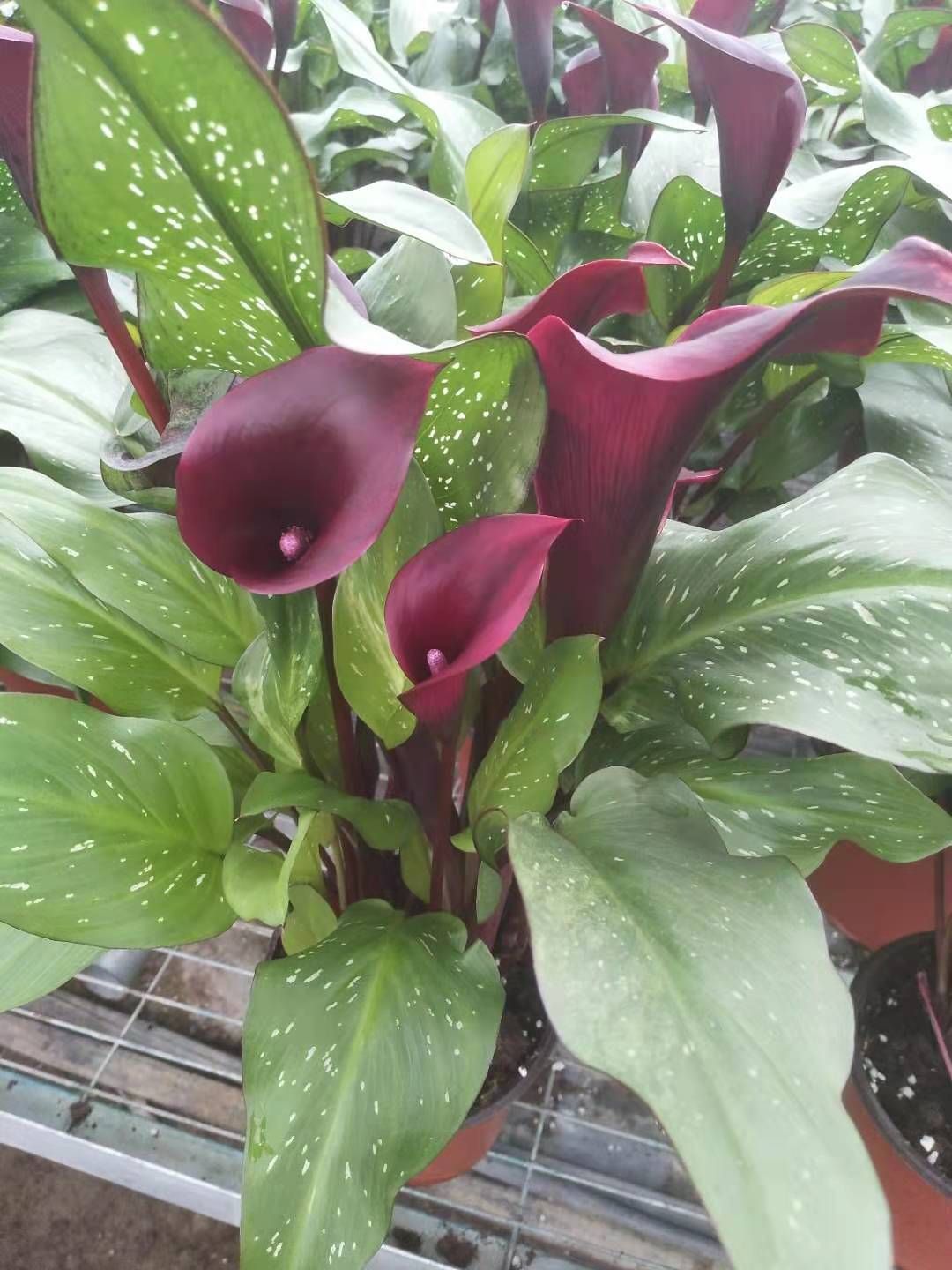  彩色马蹄莲 观花植物 花卉盆景