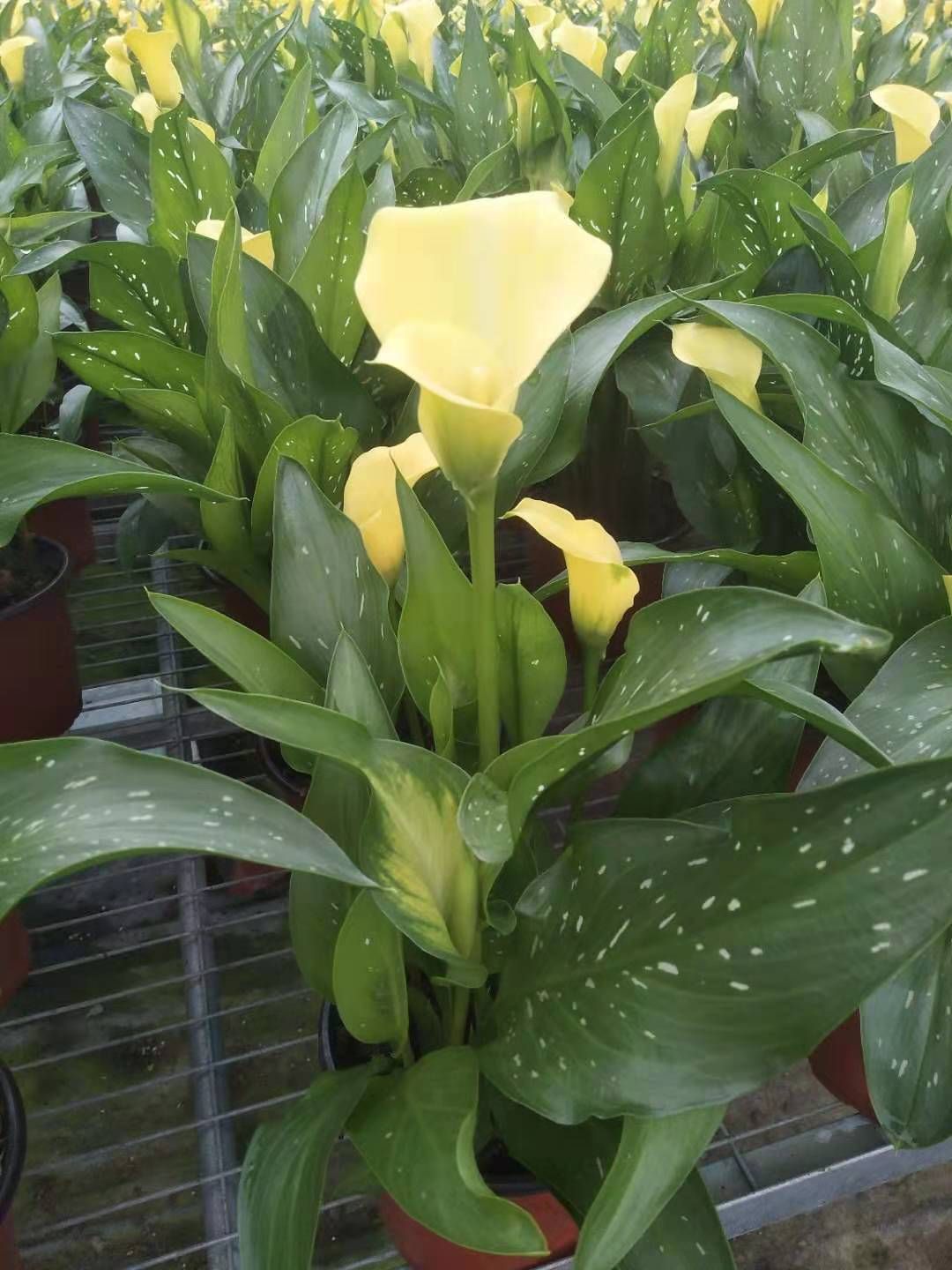  彩色马蹄莲 观花植物 花卉盆景
