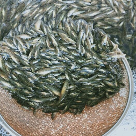 福贡县蓝条虾虎鱼 高黎贡山暗河虎鱼(地生鱼)
