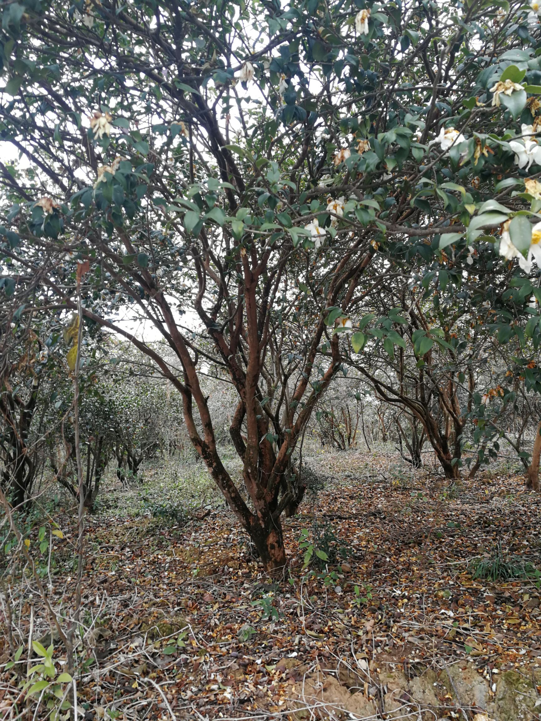 茶花树 油茶树