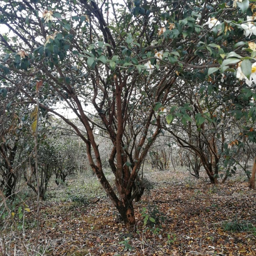 桂林茶花树 油茶树