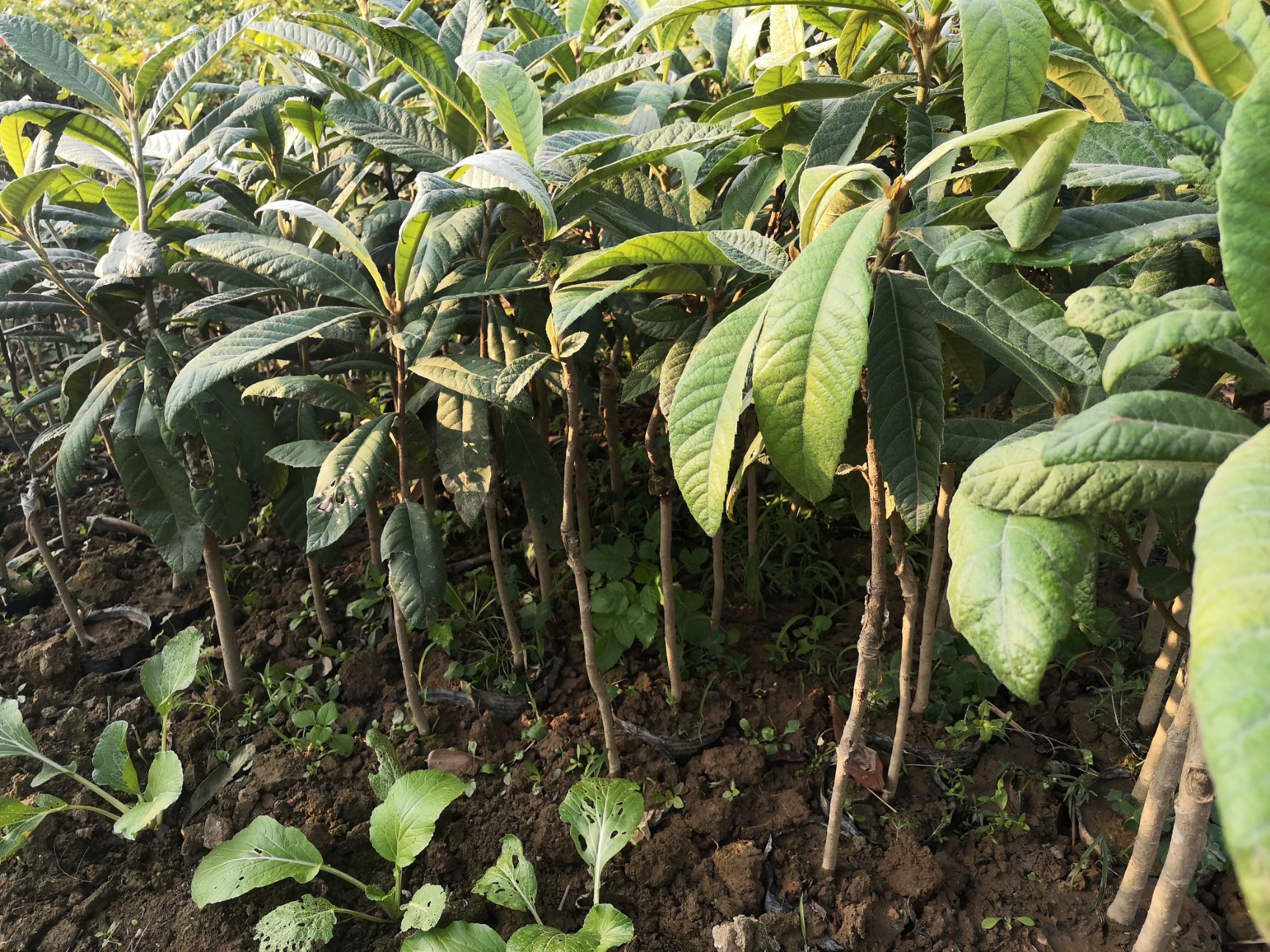 解放钟枇杷苗  大五星枇杷苗